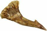 Fossil Sawfish (Onchopristis) Rostral Barb - Morocco #231000-1